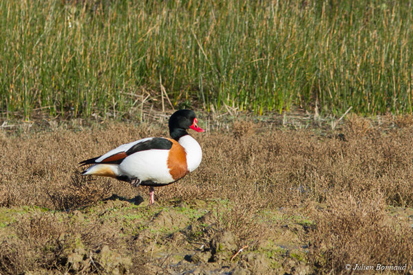 Tadorne de Belon — Tadorna tadorna (Linnaeus, 1758), (réserve ornithologique du Teich (33), France, le 24/01/2018)