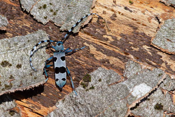 Rosalie des Alpes — Rosalia alpina (Linnaeus, 1758), (Bedous (64), France, le 03/08/2025)