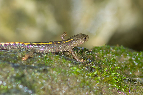 Calotriton des Pyrénées — Calotriton asper (Al. Dugès, 1852)