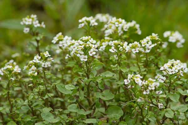 Cresson des fontaines – Nasturtium officinale W.T.Aiton, 1812, (Uzein (64), France, le 18/04/2019)