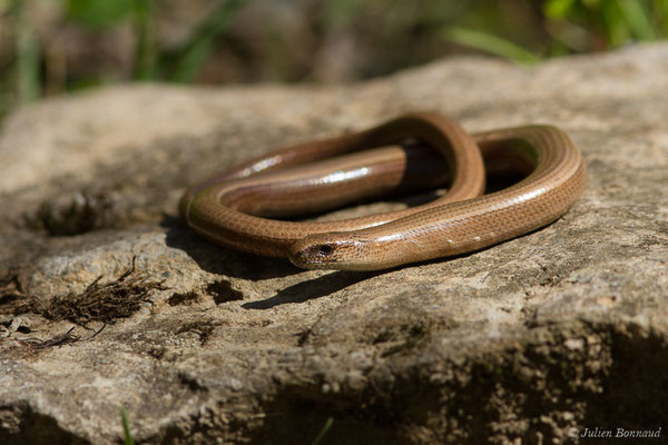 Orvet fragile — Anguis fragilis (Linnaeus, 1758)