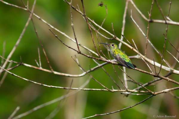 Colibri tout-vert – Polytmus theresiae (Da Silva Maia, 1843)