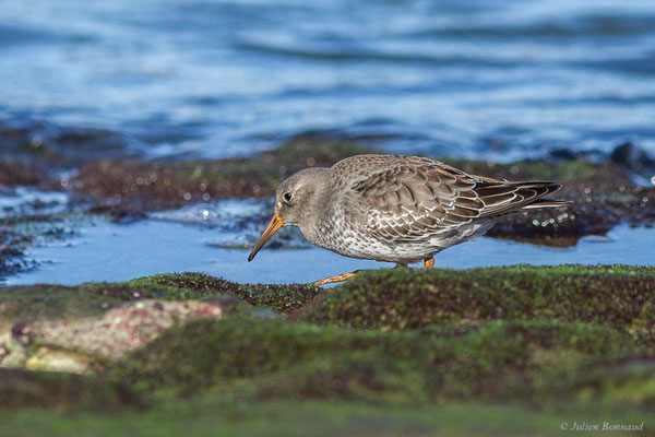 Bécasseau violet — Calidris maritima (Brünnich, 1764), (Tarnos (64), France, le 12/11/2022)