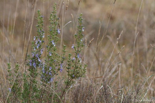 Romarin officinal — Rosmarinus officinalis L., 1753, (Saint-Paul-lez-Durance (13), France, le 05/02/2021)