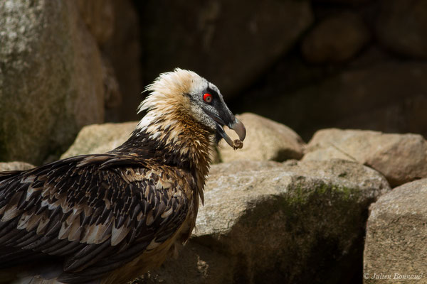 Gypaète barbu — Gypaetus barbatus (Linnaeus, 1758), (mâle adulte) (Parc animalier des Pyrénées, Argelès-Gazost (65), France, le 01/04/2018)