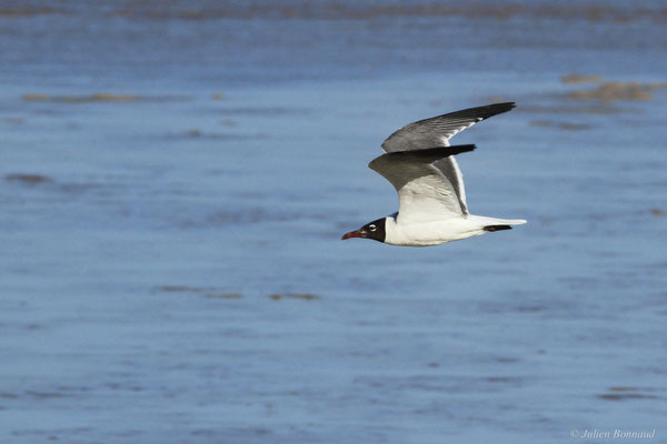 Mouette atricille — Leucophaeus atricilla (Linnaeus, 1758)