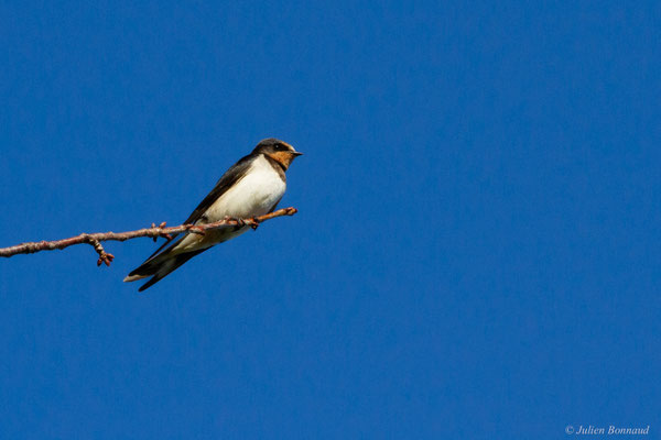Hirondelle rustique — Hirundo rustica Linnaeus, 1758