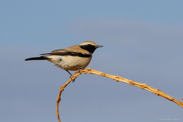 Traquet du désert — Oenanthe deserti (Temminck, 1825), (Parc national d'Iriqui (Souss-Massa-Draâ, Guelmim-Es Semara), Maroc, le 12/02/2023)