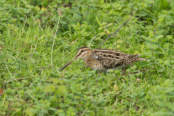 Bécassine des marais — Gallinago gallinago (Linnaeus, 1758), (Saligue aux oiseaux, Biron (64) France, le 27/10/2019)