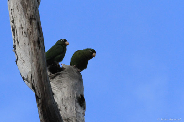 Toui para — Brotogeris chrysoptera (Linnaeus, 1766), (couple), (Petit-Saut, Sinnamary, le 09/11/2015)