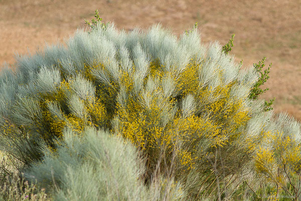 Genista sphaerocarpa (L.) Lam., 1788