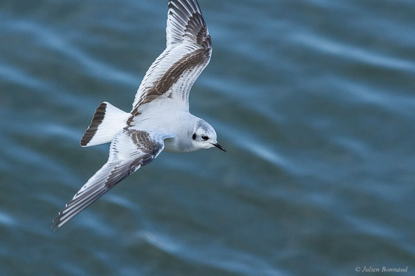Mouette pygmée — Hydrocoloeus minutus (Pallas, 1776), (Capbreton (40), France, le 02/12/2022)