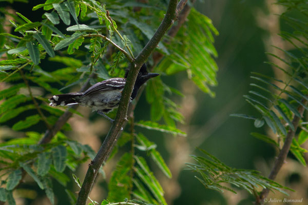 Batara huppé — Sakesphorus canadensis (Linnaeus, 1766), (Mana, Guyane, le 19/08/2016)