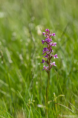 Gymnadénie moucheron, Orchis moucheron, Orchis moustique — Gymnadenia conopsea (L.) R.Br., 1813