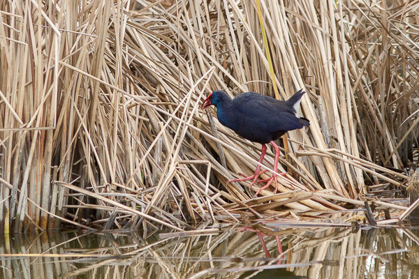 Talève sultane – Porphyrio porphyrio (Linnaeus, 1758), (Parc Naturel du Delta de l'Ebre (Catalogne), Espagne, le 05/02/2022)