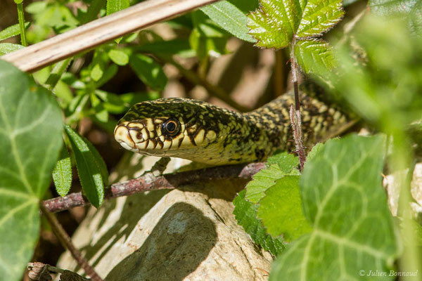 Couleuvre verte et jaune — Hierophis viridiflavus (Lacepède, 1789)