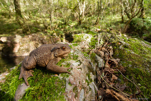 Crapaud épineux — Bufo spinosus (Daudin, 1803), (Mendive (64), France, le 24/10/2022)
