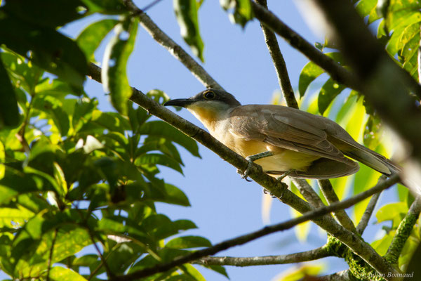 Coulicou de Vieillot — Coccyzus melacoryphus Vieillot, 1817