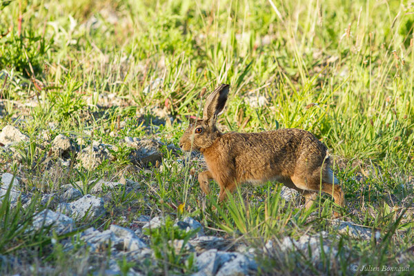 Lièvre d'Europe — Lepus europaeus Pallas, 1778