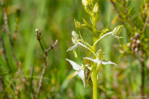 Platanthère à deux feuilles — Platanthera bifolia (L.) Rich., 1817
