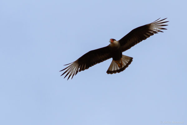 Caracara huppé — Caracara plancus (Miller, 1777), (Kourou, Guyane, le 14/03/2017)