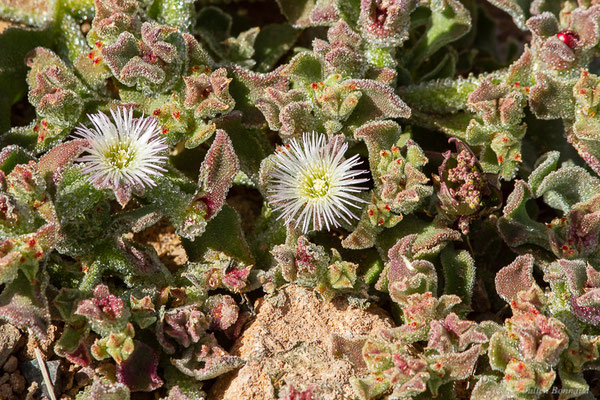 Gros-pourpier — Mesembryanthemum crystallinum L., 1753, (Parc national de Souss-Massa, Sidi Binzarne, Maroc, le 02/02/2023)