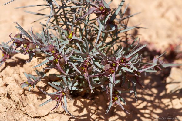 Euphorbia retusa Forssk., (Tata (Souss-Massa), Maroc, le 08/02/2023)