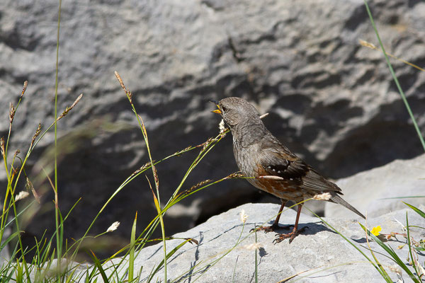 Accenteur alpin — Prunella collaris (Scopoli, 1769), (Station de ski de La Pierre Saint-Martin, Arette (64), France, le 06/07/2023)