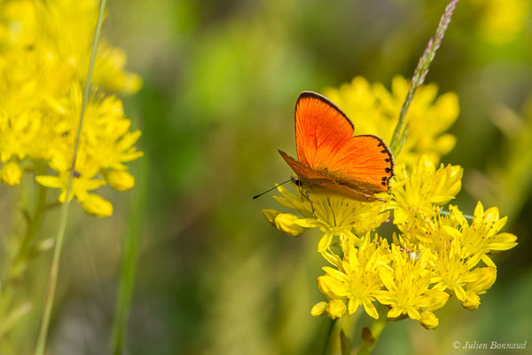 Cuivré de la Verge-d'or — Lycaena virgaureae (Linnaeus, 1758), (lac d'Ayous, Laruns (64), France, le 13/07/2019)