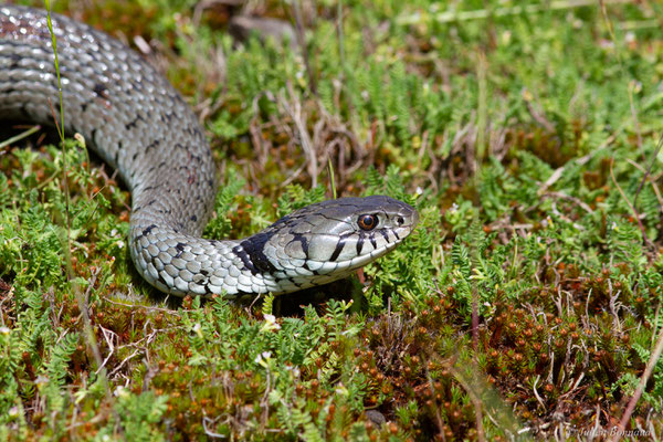 Couleuvre helvétique — Natrix helvetica (Lacepède, 1789), (Pardies (64), France, le 12/05/2025)