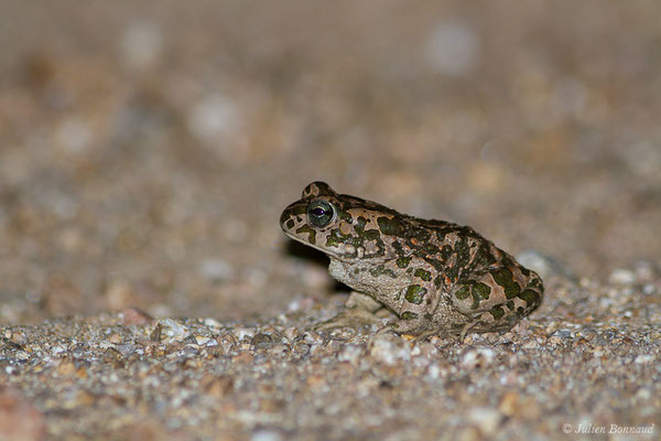 Crapaud vert des Baléares — Bufotes viridis balearicus (Boettger, 1880), (Bonifacio (2A), France, le 01/09/2019)