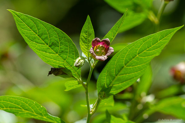 Belladone — Atropa belladonna L., 1753, (Etsaut (64), France, le 03/06/2022)