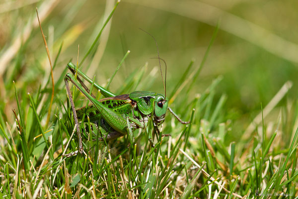 Dectique verrucivore – Decticus verrucivorus (Linnaeus, 1758), (station de ski de Gourette, Eaux-Bonnes (64), France, le 11/08/2022)