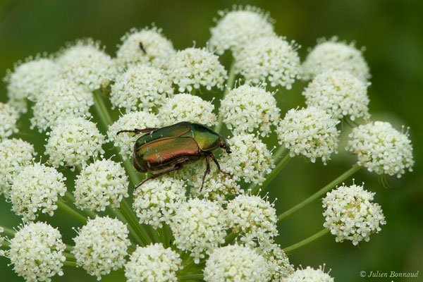 Cétoine dorée — Cetonia aurata (Linnaeus, 1758), (Le Bastan de Sers, Sers (65), France, le 29/06/2018)