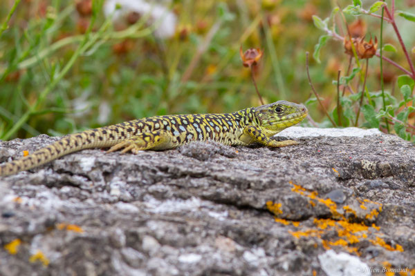 Lézard ocellé — Timon lepidus (Daudin, 1802), (femelle adulte), (Tarnos (64), France), le 05/06/2025)