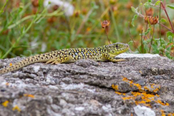 Lézard ocellé — Timon lepidus (Daudin, 1802)