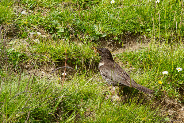 Merle à plastron — Turdus torquatus Linnaeus, 1758, (Station de ski de La Pierre Saint-Martin, Arette (64), France, le 06/07/2023)