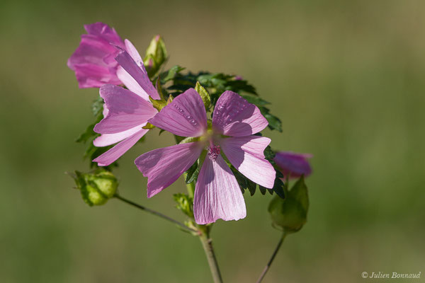 Mauve musquée — Malva moschata L., 1753, (Buzy (64), France, le 30/09/2020)