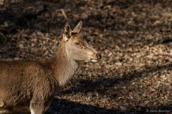 Cerf élaphe – Cervus elaphus Linnaeus, 1758, (Parc'Ours, Borce (64), France, le 30/12/2019)