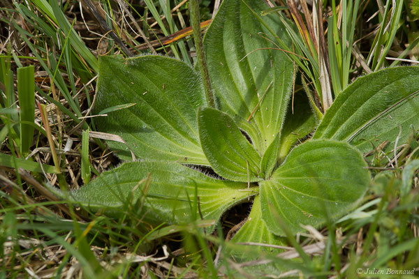 Plantain moyen — Plantago media L., 1753, (Pihourc, Saint-Godens (31), France, le 16/05/2019)