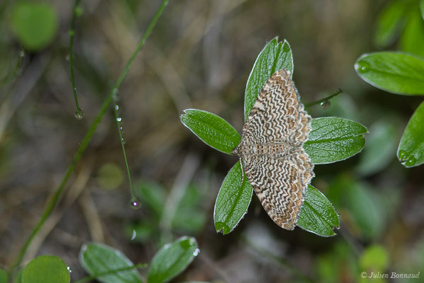 Phalène ondulée – Rheumaptera undulata (Linnaeus, 1758), (Station de ski de Gourette, Eaux-Bonnes (65), France, le 16/06/2020)