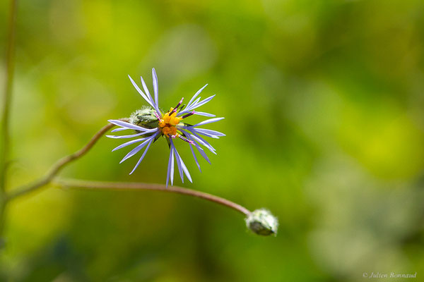 Volutaire — Volutaria crupinoides (Desf.) Maire, (Tata (Souss-Massa), Maroc, le 08/02/2023)