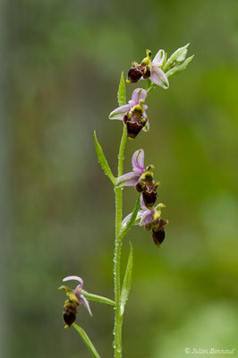 Ophrys bécasse — Ophrys scolopax Cav., 1793, (Saint-Béat (31), France, le 05/06/2018)