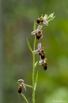 Ophrys bécasse — Ophrys scolopax Cav., 1793