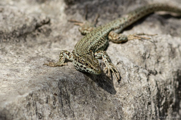 Lézard catalan — Podarcis liolepis (Boulenger, 1905)