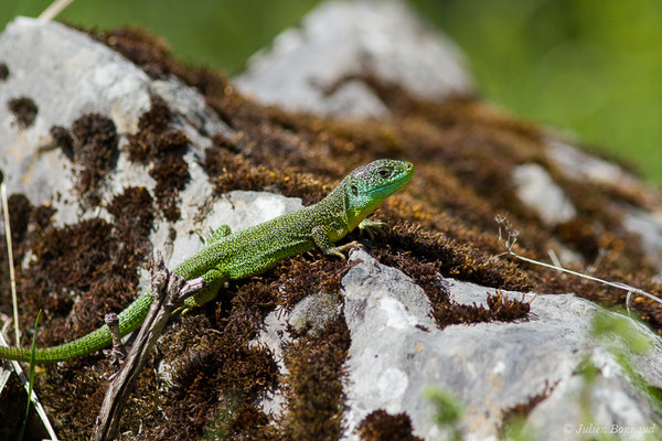 Lézard à deux raies — Lacerta bilineata (Daudin, 1802), (mâle adulte) (Etsaut (64), France, le 30/04/2019)