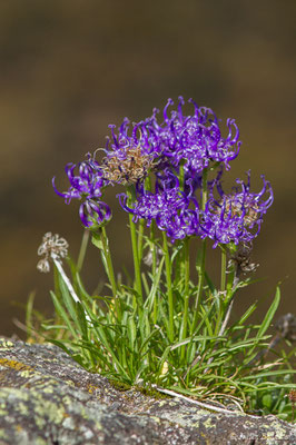 Raiponce hémisphérique — Phyteuma hemisphaericum L., 1753, (Pic du Midi d'Ossau, Laruns (64), France, le 04/08/2018) 