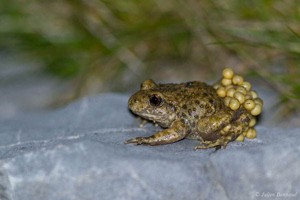 Alyte accoucheur ou Crapaud accoucheur — Alytes obstetricans (Laurenti, 1768)
