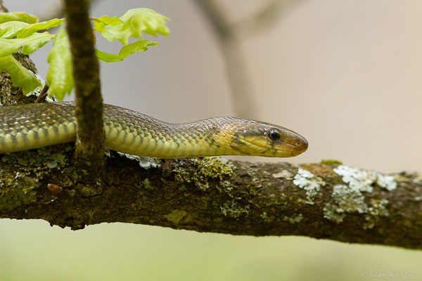 Couleuvre d'Esculape — Zamenis longissimus (Laurenti, 1768)