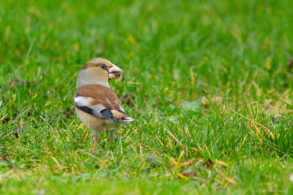 Grosbec casse-noyaux — Coccothraustes coccothraustes (Linnaeus, 1758), (mâle adulte en plumage d'hiver) (La Roche-sur-Yon (85), France, le 25/01/2018)